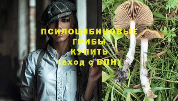 крисы Абаза
